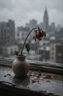 Wilting Flower on Rainy Windowsill