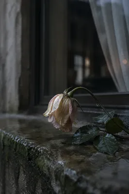 Wilting Flower on Rainy Windowsill