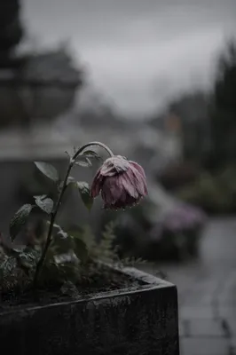 Single Wilting Flower in Rain