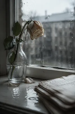 Wilting Cream Rose on Rainy Windowsill