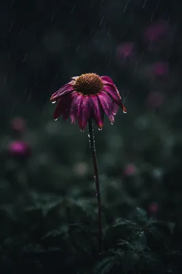 Wilting Flower in Rainful Grief