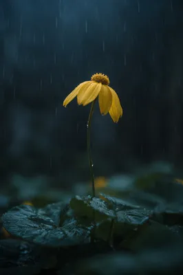 Wilting Yellow Flower in Rain