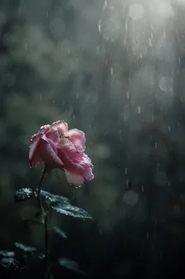 Wilting Pink Flower in Rainy Garden