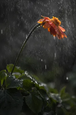 Rain Soaked Wildflower of Quiet Grief