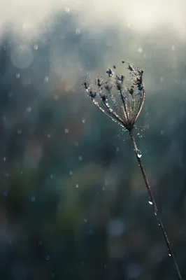 Wilting Wildflower in Cold Rain
