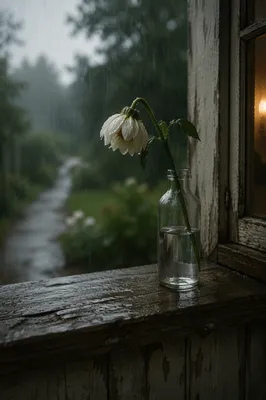 Wilting White Flower in Rainy Grief