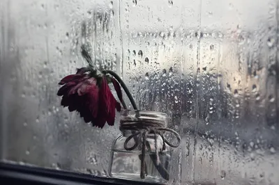Wilted Red Flower Behind Rainy Glass