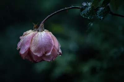 Wilting Pink Flower in Gentle Rain