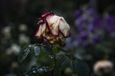 Wilting Rose in Rain for Grief