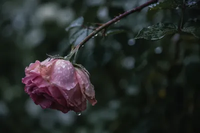 Wilting Pink Rose in Mourning Rain
