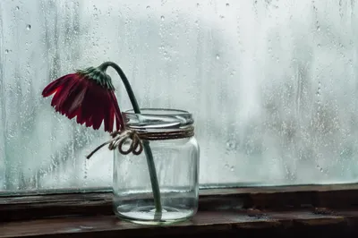 Wilting Red Flower in Rainy Window