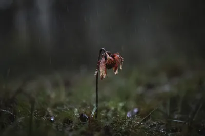 Wilting Wildflower in Rainy Meadow