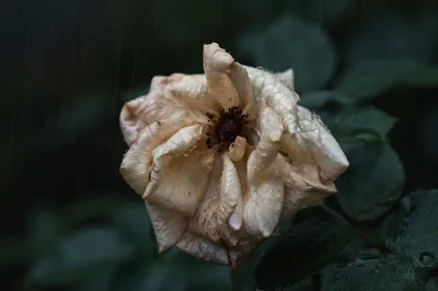 Wilting Cream Flower in Gentle Rain