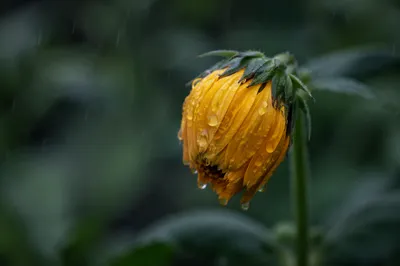 Wilting Yellow Flower in Gentle Rain