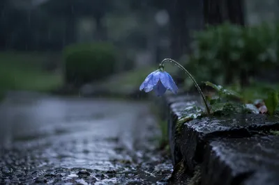 Wilting Blue Flower in Morning Rain