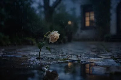 Wilting Flower in Rain at Dusk