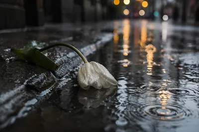 Wilting White Tulip on Rainy Pavement