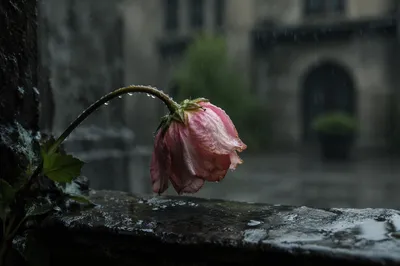 Wilting Flower in Rainful Grief