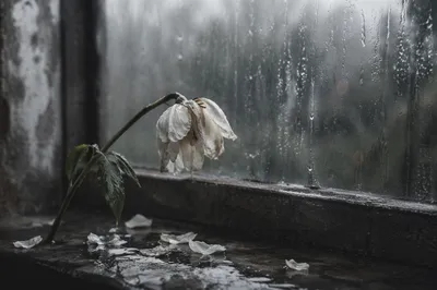 Wilting White Flower in Rainy Silence