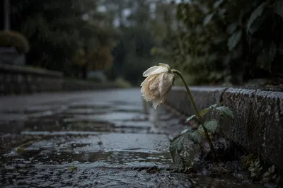 Wilting Flower in Rainy Solitude