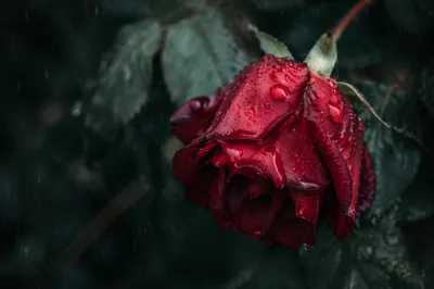 Wilting Red Rose in Gentle Rain