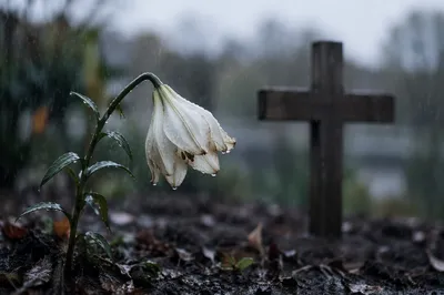 Wilting Lily in Rain Beside Cross