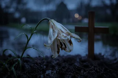 Wilting Lily in Rain Beside Wooden Cross