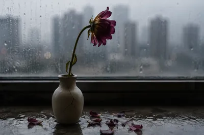 Wilting Flower on Rainy Windowsill