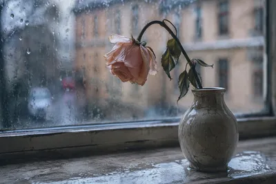 Wilting Rose on Rainy Windowsill