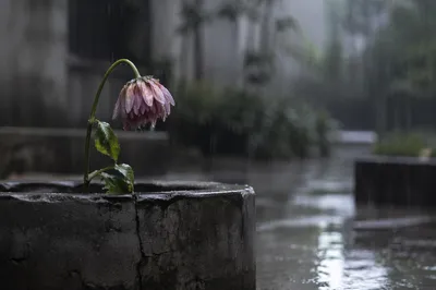 Single Wilting Flower in Rain