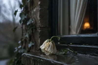 Wilting Flower in Cold Rain