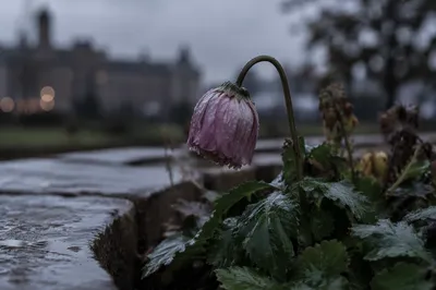 Single Wilting Flower in Rain