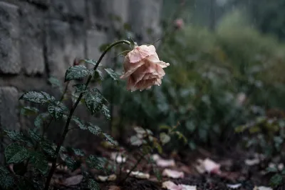 Wilting Pale Rose in Gentle Rain