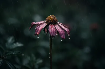 Wilting Flower in Rainful Grief