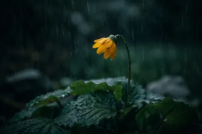 Wilting Yellow Flower in Gentle Rain