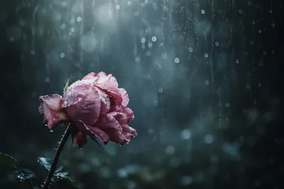 Wilting Rose in Rainy Garden Grief
