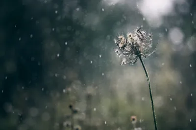 Lonely Wildflower Enduring Cold Rain