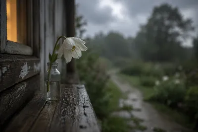 Wilting White Flower in Rainy Grief