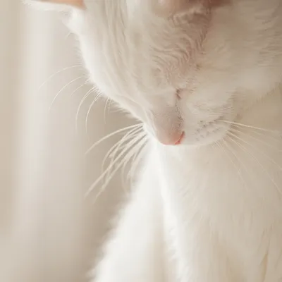 Humble White Cat in Gentle Window Light
