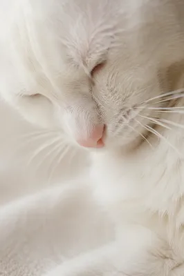 White Cat Bowed in Gentle Light
