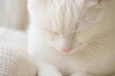 Humble White Cat in Gentle Window Light