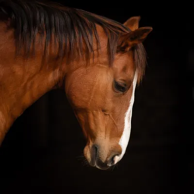 Humble Chestnut Horse in Gentle Light