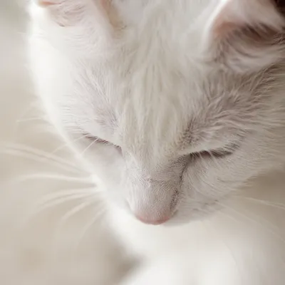 Humble White Cat in Gentle Light