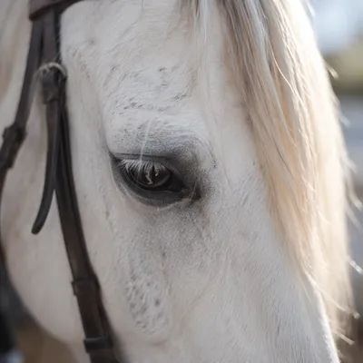 Humble White Horse in Gentle Morning Light