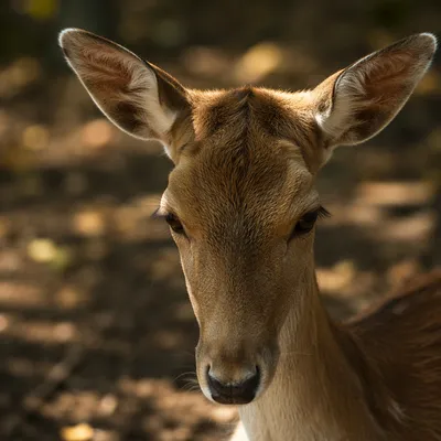 Humble Young Deer in Gentle Woodland Light