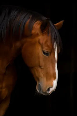 Humble Chestnut Horse in Gentle Light