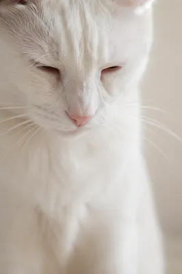 Humble White Cat in Gentle Window Light