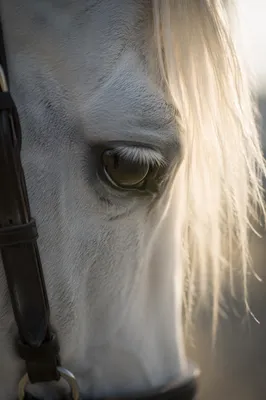 Humble White Horse in Gentle Morning Light
