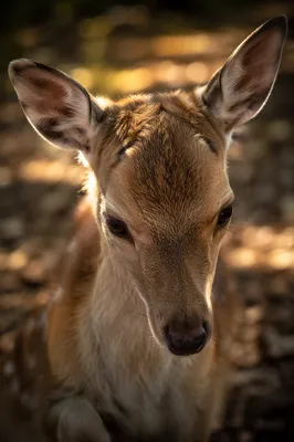Humble Young Deer in Gentle Woodland Light