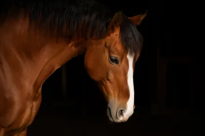 Humble Chestnut Horse in Gentle Light